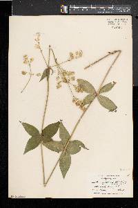 Silene stellata image