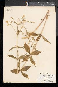 Silene stellata image