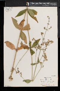 Silene stellata image