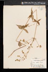 Silene stellata image