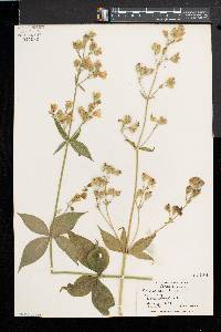 Silene stellata image