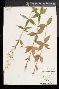 Silene stellata image