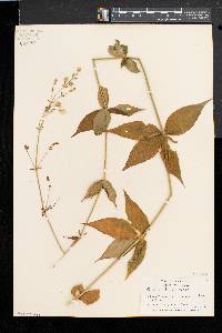 Silene stellata image