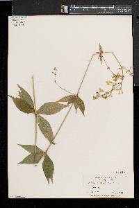 Silene stellata image