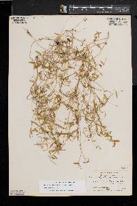 Stellaria borealis image