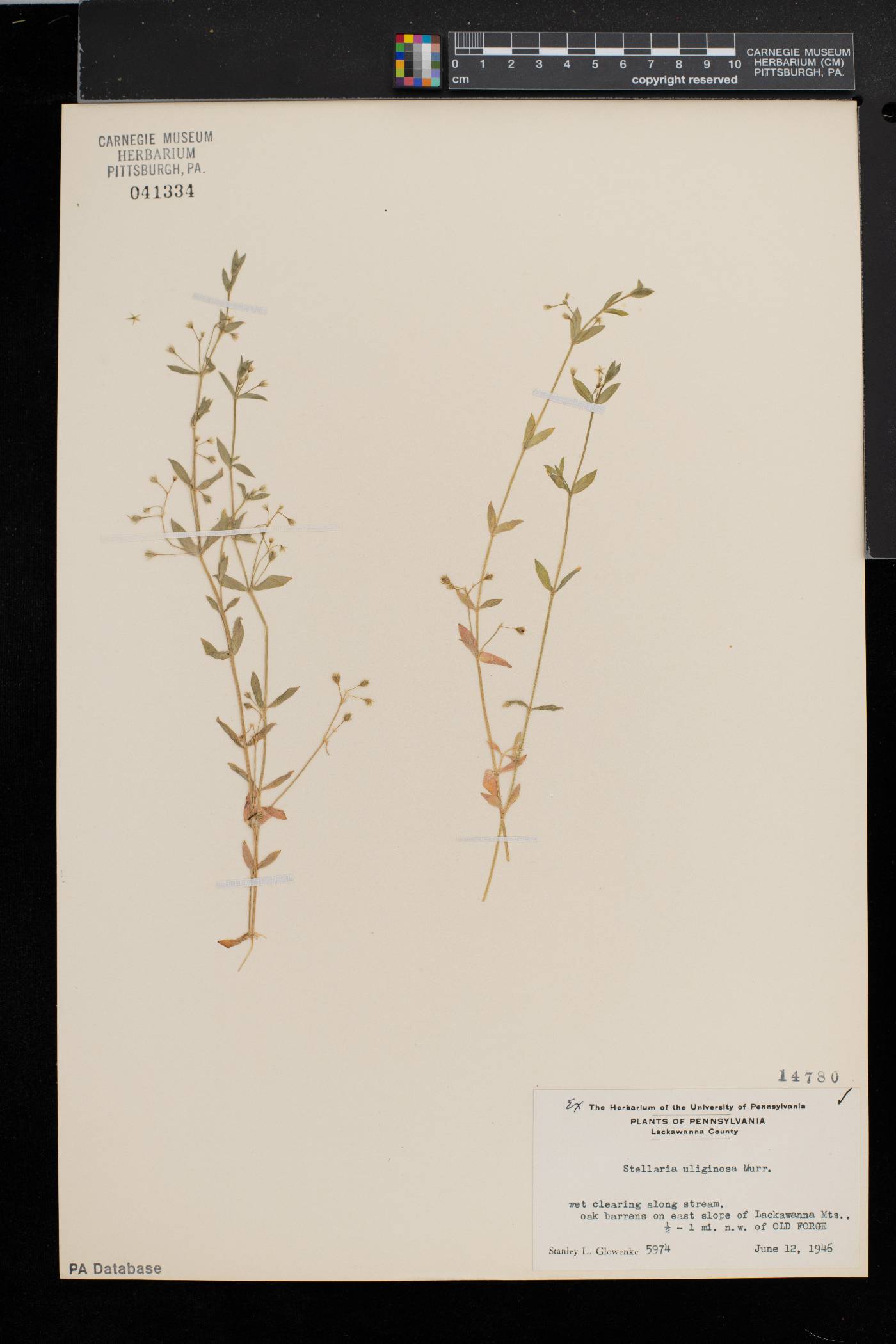 Stellaria alsine image