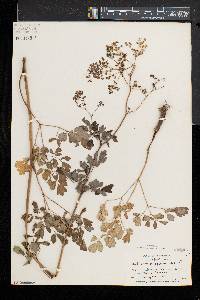 Thalictrum pubescens image