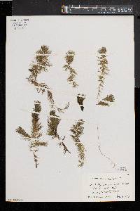 Ceratophyllum muricatum image