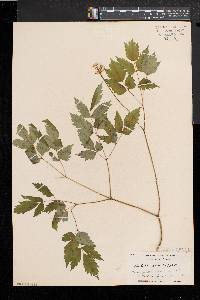 Actaea alba image