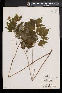 Actaea alba image