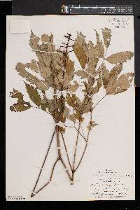 Actaea alba image