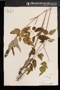 Actaea alba image