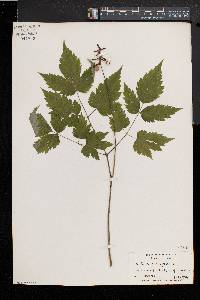 Actaea alba image