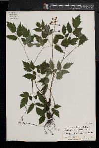 Actaea alba image