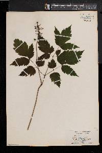 Actaea alba image