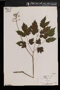 Actaea alba image