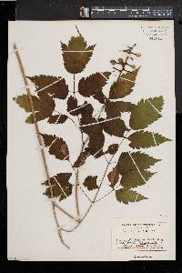 Actaea alba image