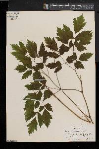 Actaea alba image