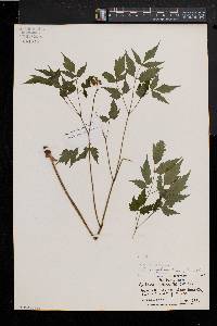 Actaea alba image