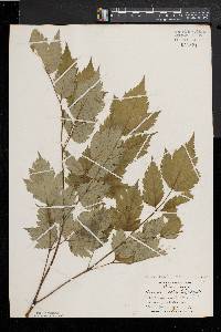 Actaea alba image