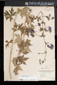 Aconitum uncinatum image