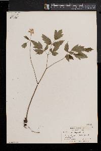 Actaea alba image