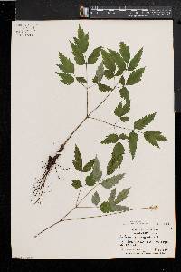 Actaea alba image