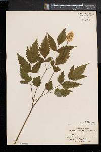 Actaea alba image