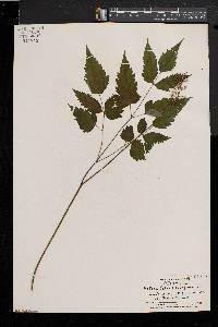 Actaea alba image