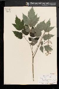 Actaea alba image