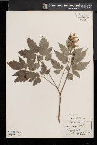 Actaea alba image