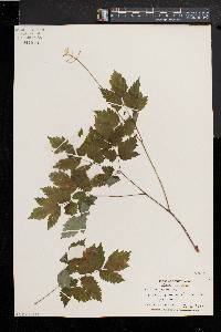 Actaea alba image