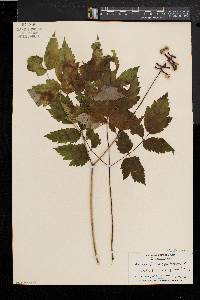 Actaea alba image