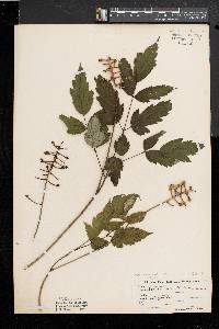 Actaea alba image