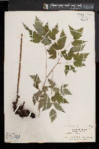 Actaea alba image