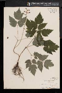 Actaea alba image