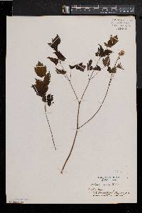 Actaea alba image