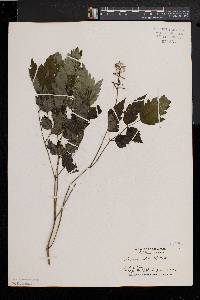 Actaea alba image