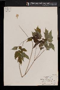 Actaea alba image