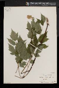 Actaea alba image