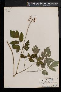 Actaea alba image