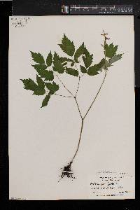 Actaea alba image