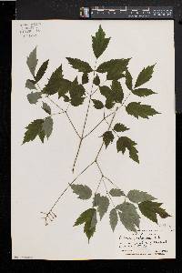 Actaea alba image