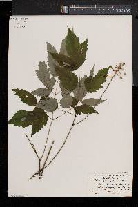 Actaea alba image