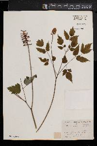 Actaea alba image