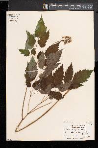 Actaea alba image