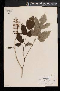 Actaea alba image