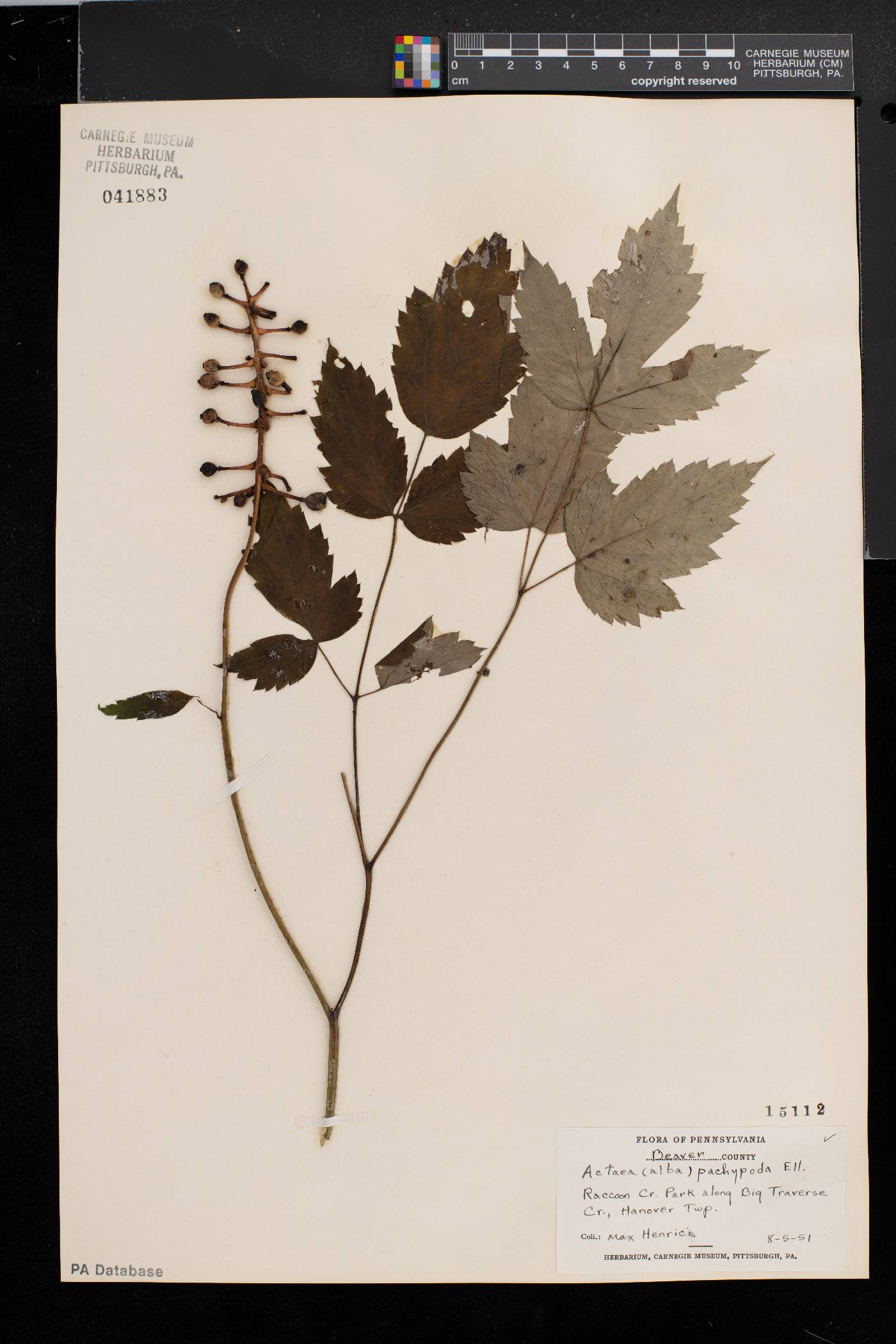 Actaea alba image