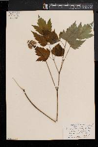 Actaea alba image