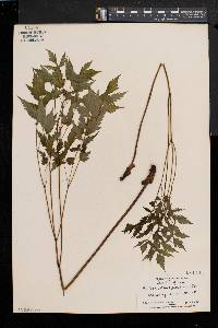 Actaea alba image